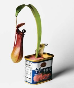 фрикебана 1